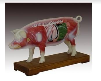 养殖技术:治疗病猪,可以用这四种针灸疗法