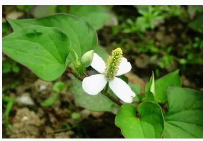鱼腥草根泡水喝的功效与禁忌,鱼腥草口服液的功效与禁忌