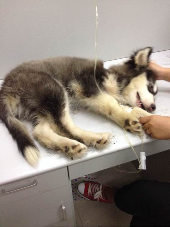 晚上捡到一只阿拉斯加,女子捡到阿拉斯加犬急寻主人