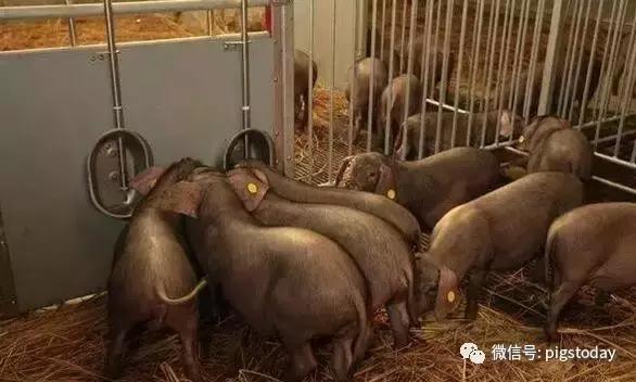 养猪大佬丁磊,丁磊谈养猪前景如何