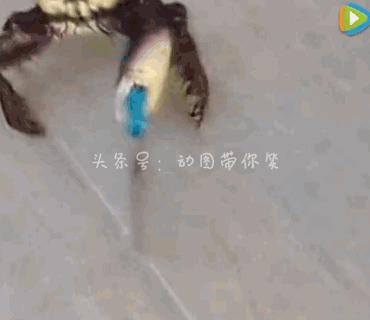 海鲜皮皮虾最好吃,皮皮虾那些坑爹的瞬间