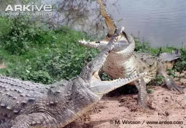 奥里诺科鳄有多漂亮,奥里诺科鳄最大多大