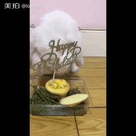 邂逅愚人节!别被兔兔蠢萌的外表所迷惑!