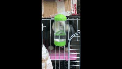 邂逅愚人节!别被兔兔蠢萌的外表所迷惑!