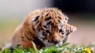 清明哪里适合踏青旅游,踏青沈北蒲河