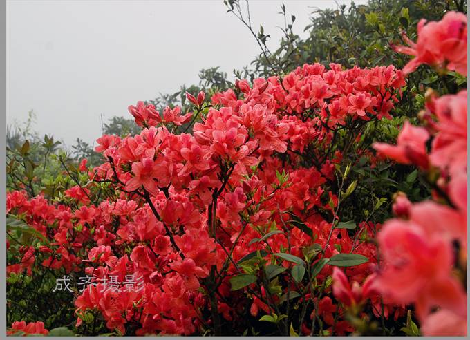 满山的杜鹃红艳艳纯音乐,满山杜鹃红艳艳