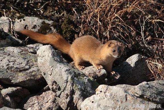 七种特别危险的动物千万不要靠近,几种最不能招惹的动物