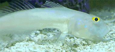 图文笑话:大哥,你拿二手戒指向我求婚,这婚我不结了