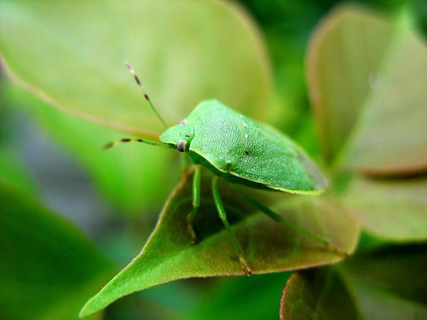 有钱人吃鹿茸的好处,有钱人吃鹿茸好处