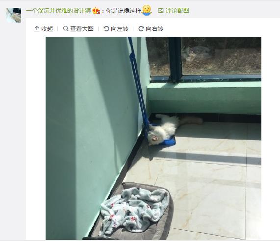 喵星人闻到臭味时的反应,盘点喵星人闻到臭味的真实反应