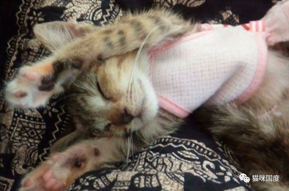 拯救受伤的流浪小猫,拯救眼瞎的小猫