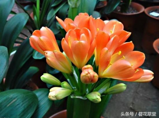 老花农浇水方法,老君子兰育苗的方法