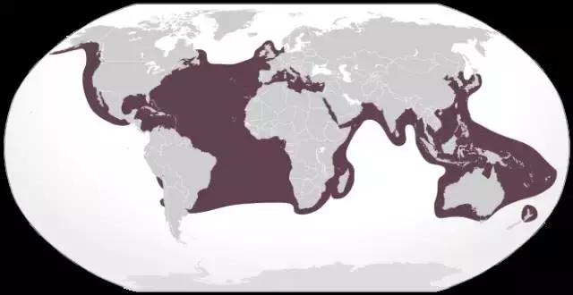 蠵龟是鳄龟么,红海龟电影中红海龟象征什么