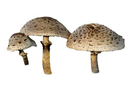 Photoshop设计梦幻边框的详细流程,photoshop项目式教程