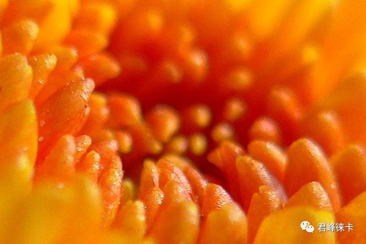 徕卡c-lux便携相机,徕卡c便携相机