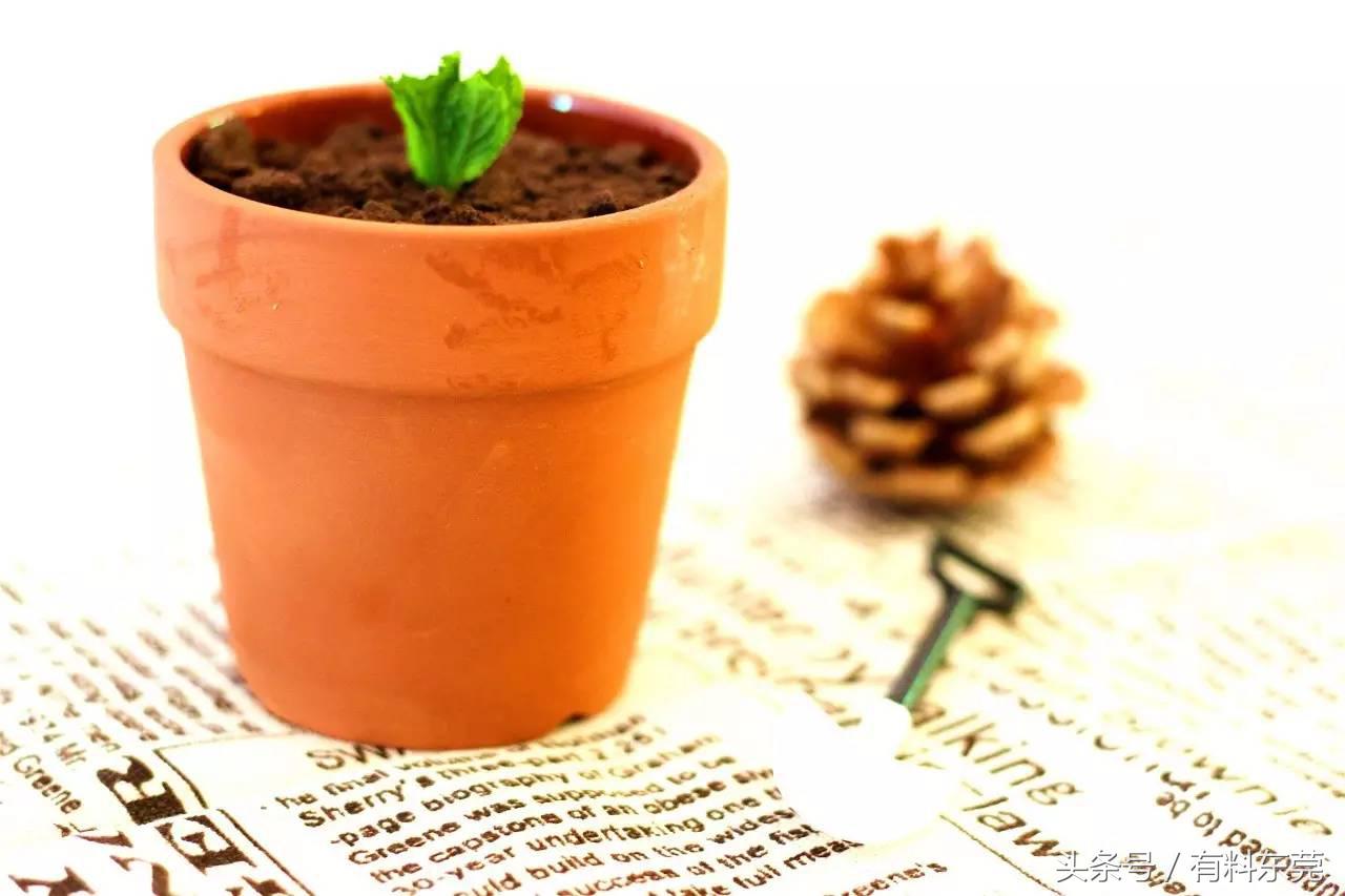 春风十里，不如吃你！抹茶金箔冰淇淋