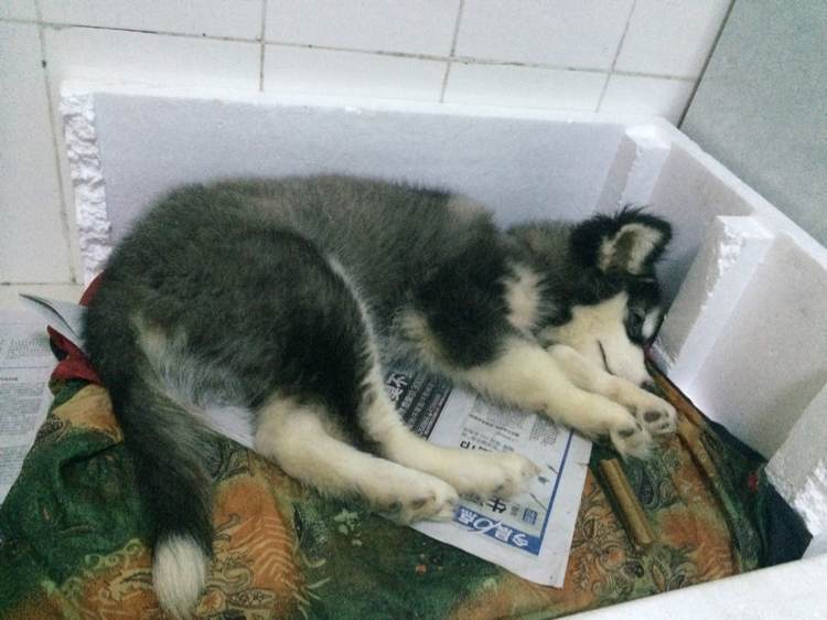 晚上捡到一只阿拉斯加,女子捡到阿拉斯加犬急寻主人