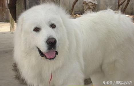 第一次养狗养大白熊,大白熊养多久可以配狗