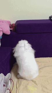 邂逅愚人节!别被兔兔蠢萌的外表所迷惑!