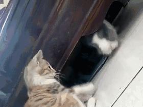 邂逅愚人节!别被兔兔蠢萌的外表所迷惑!