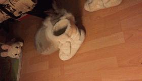 邂逅愚人节!别被兔兔蠢萌的外表所迷惑!