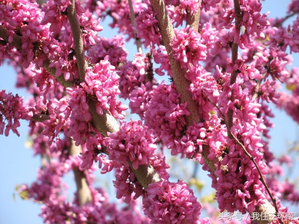 郑州市周边有哪些免费的公园,郑州十大免费公园排名