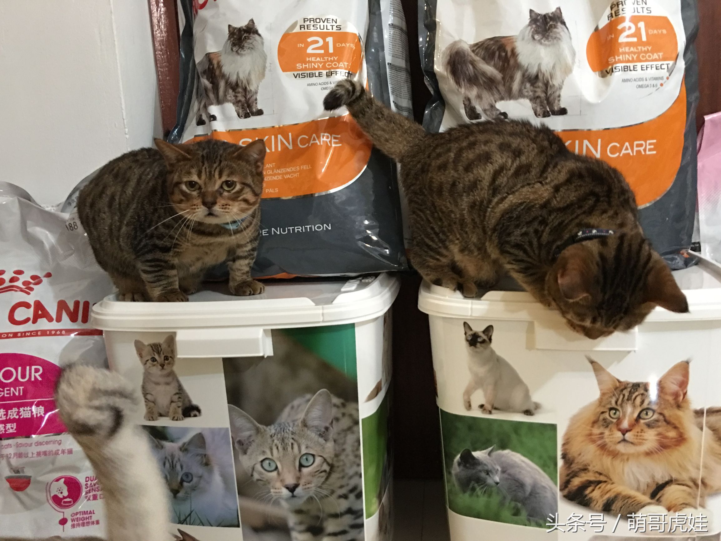 一铲屎猫咪就吃猫粮,猫咪铲屎官推荐猫粮