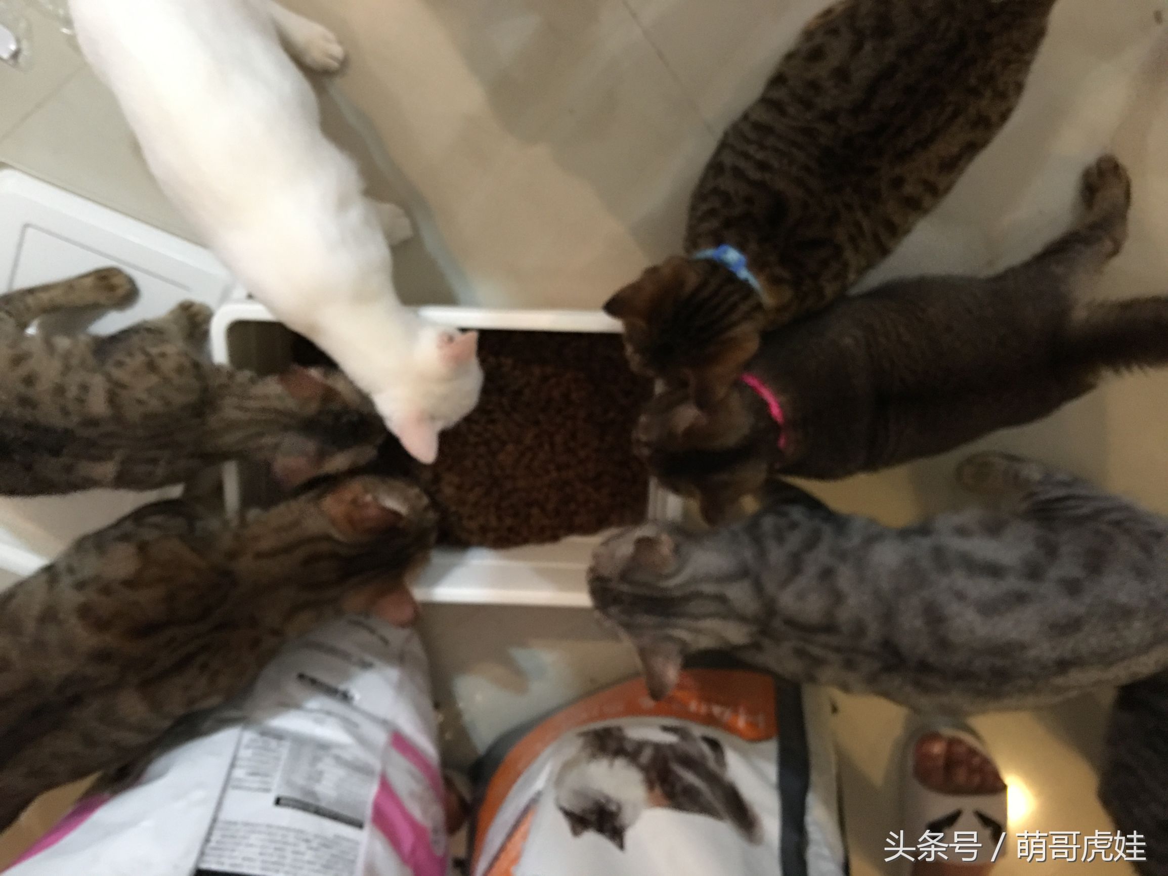 一铲屎猫咪就吃猫粮,猫咪铲屎官推荐猫粮