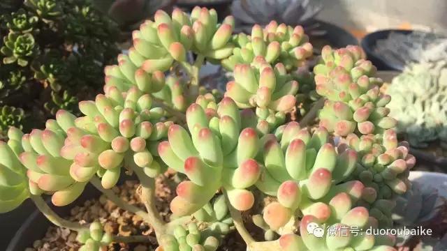 一入肉坑深似海下一句,一入肉坑深似海