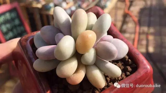 一入肉坑深似海下一句,一入肉坑深似海