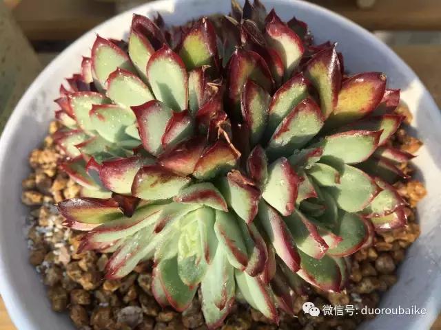 一入肉坑深似海下一句,一入肉坑深似海