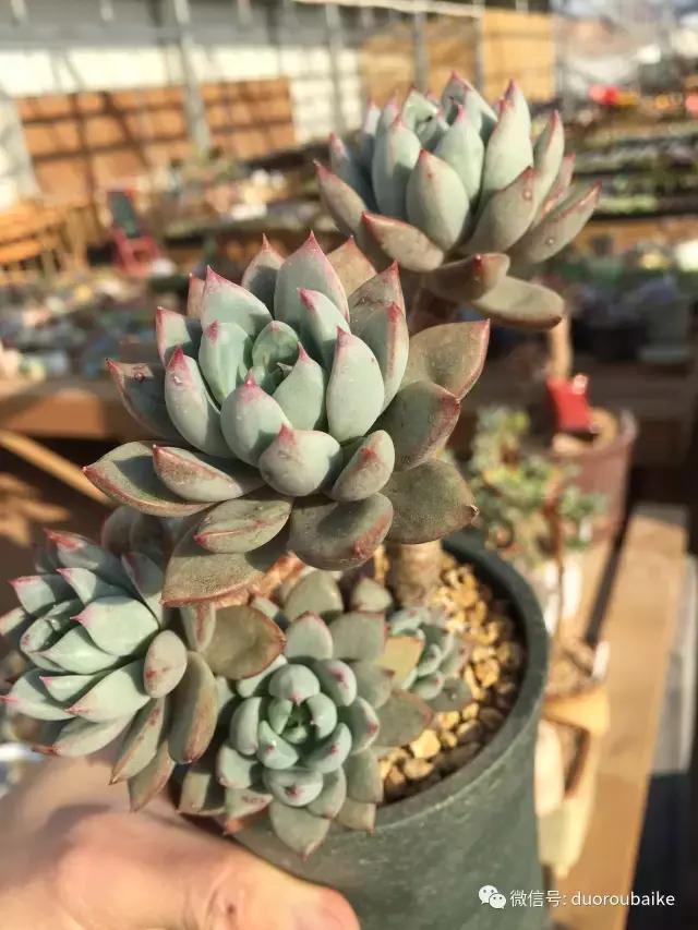 一入肉坑深似海下一句,一入肉坑深似海