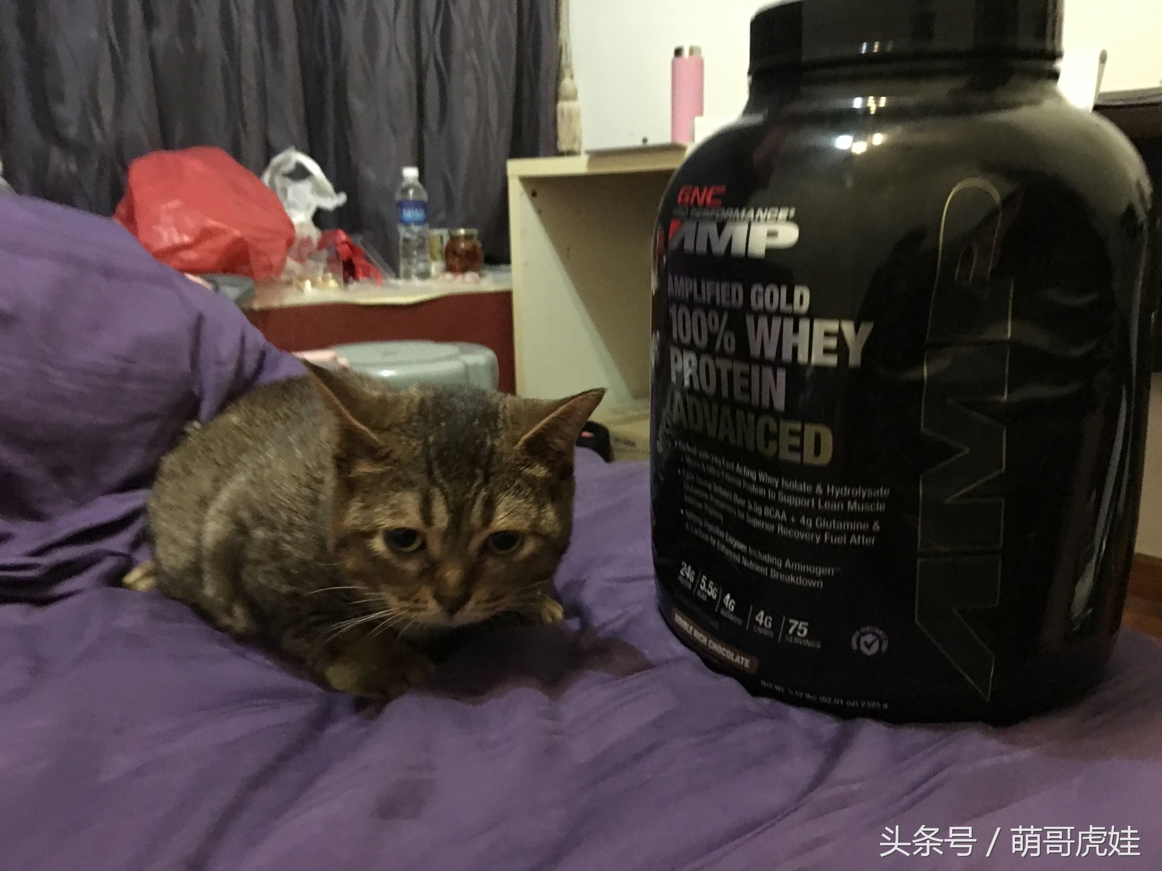 盘点喵星人睡觉被吓一跳的反应,喵星人和铲屎官的日常