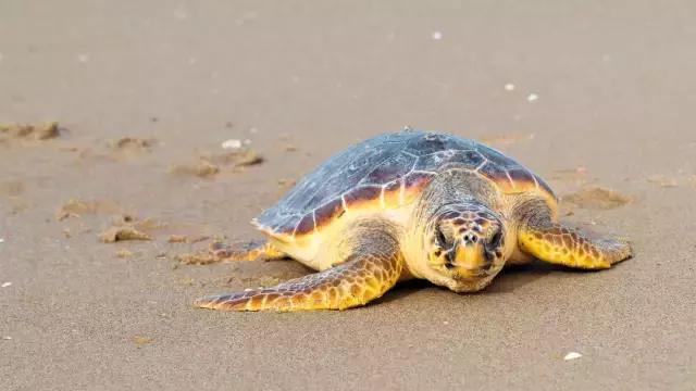 蠵龟是鳄龟么,红海龟电影中红海龟象征什么