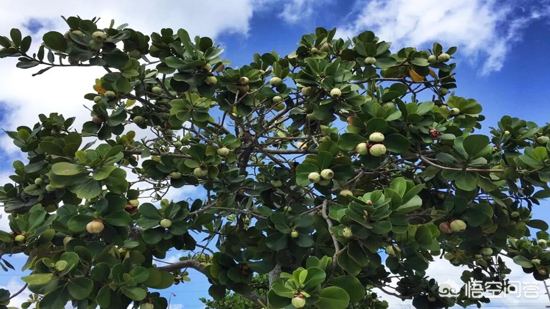 山竹为什么很贵科普,山竹为什么那么贵有什么神奇功效
