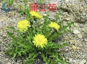 女子喝蒲公英入院,女子因喝饮料进医院