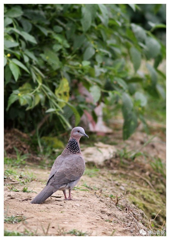 浣涘北婀垮湴瑙傞笩,浣涘北鍗佷匠瑙傞笩鑳滃湴