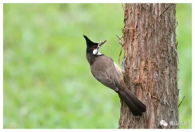 浣涘北婀垮湴瑙傞笩,浣涘北鍗佷匠瑙傞笩鑳滃湴