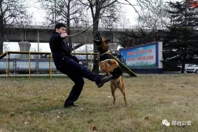 警察10秒勇擒逃犯,警察10秒钟擒获毒贩