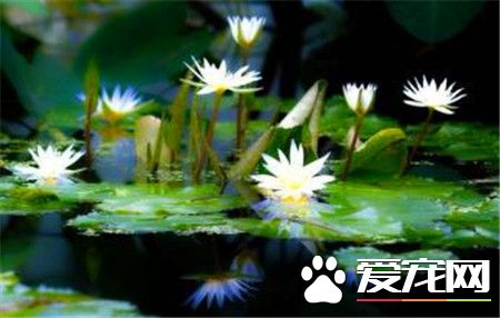 睡莲种子浸泡几天才能出芽,睡莲催芽最简单的方法