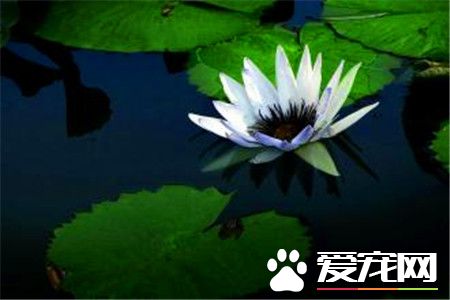 睡莲种子浸泡几天才能出芽,睡莲催芽最简单的方法