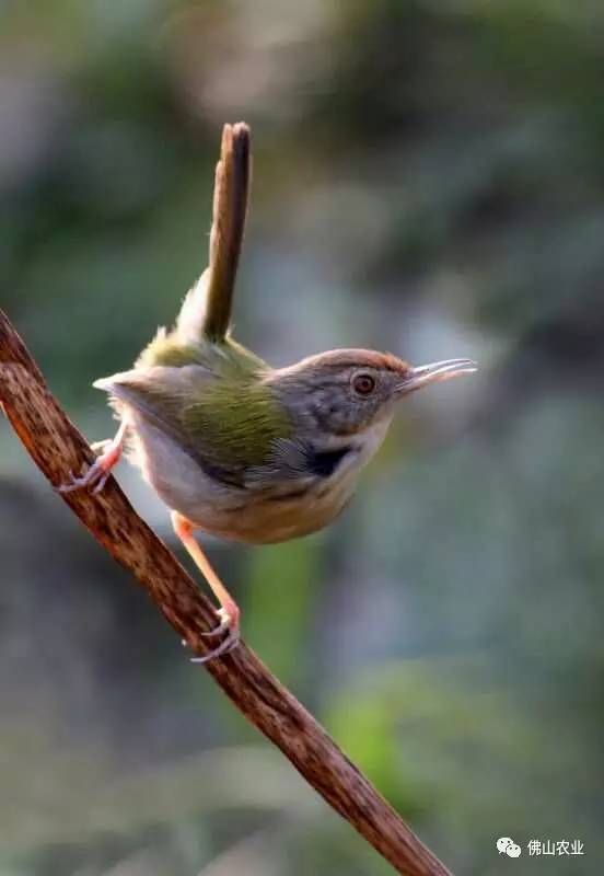 浣涘北婀垮湴瑙傞笩,浣涘北鍗佷匠瑙傞笩鑳滃湴
