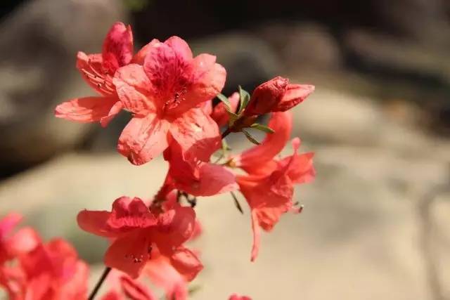 大茅山丨我们不只是红