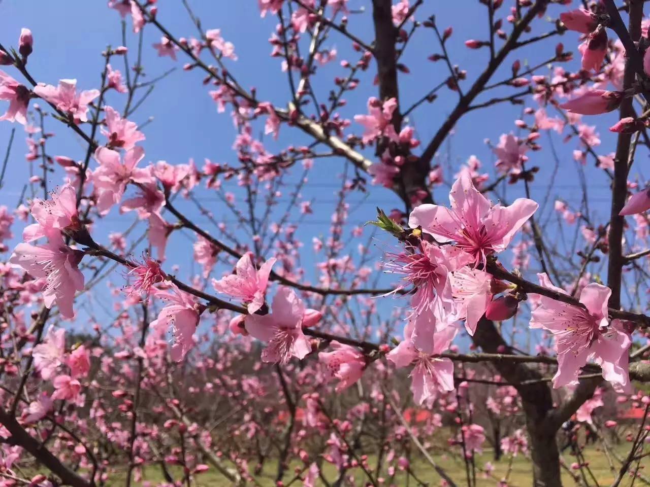 青田旅游路线推荐,青田周末自驾游