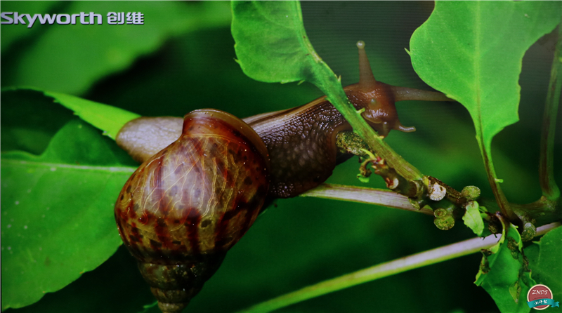 联想17tv55s9i电视,联想17tv55s9i电视机