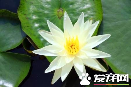 睡莲如何水培养殖方法,睡莲的水培方法睡莲可以全水养吗