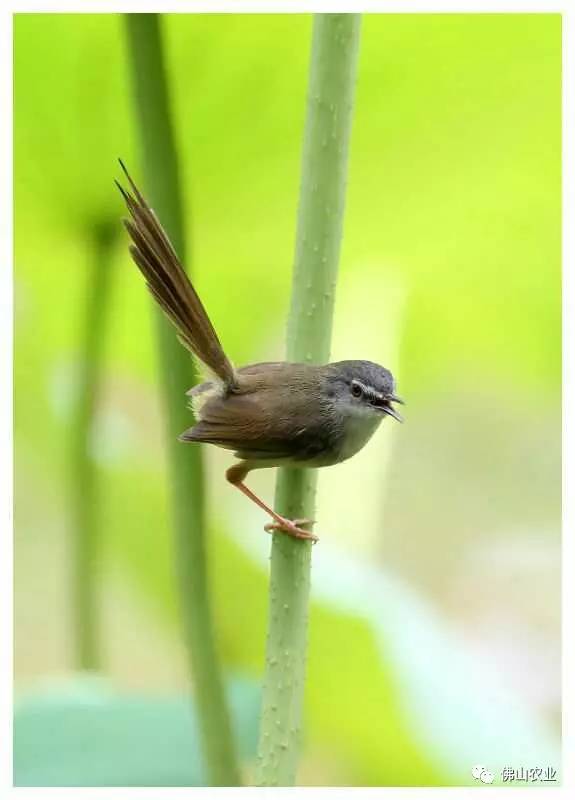 浣涘北婀垮湴瑙傞笩,浣涘北鍗佷匠瑙傞笩鑳滃湴