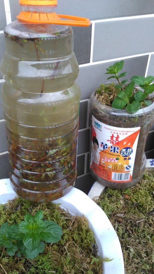 自制的柳树生根剂最多能用多久,新鲜的柳树枝可以做生根水吗