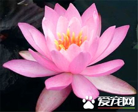 睡莲是怎么传播种子的方式,睡莲的种子是靠什么来传播的