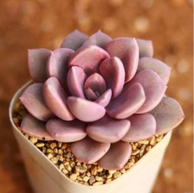 王者荣耀英雄pk古代英雄,王者荣耀遇到多肉阵容怎么办